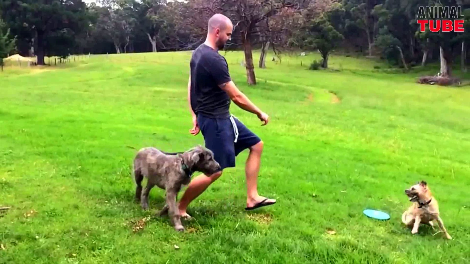 汪星人搞笑集锦,蠢萌蠢萌的狗狗们真的好可爱!