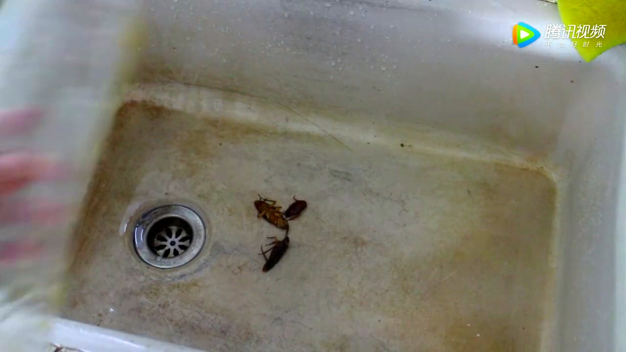 厨房蟑螂成堆,只需这两样东西,从此家里不再有蟑螂