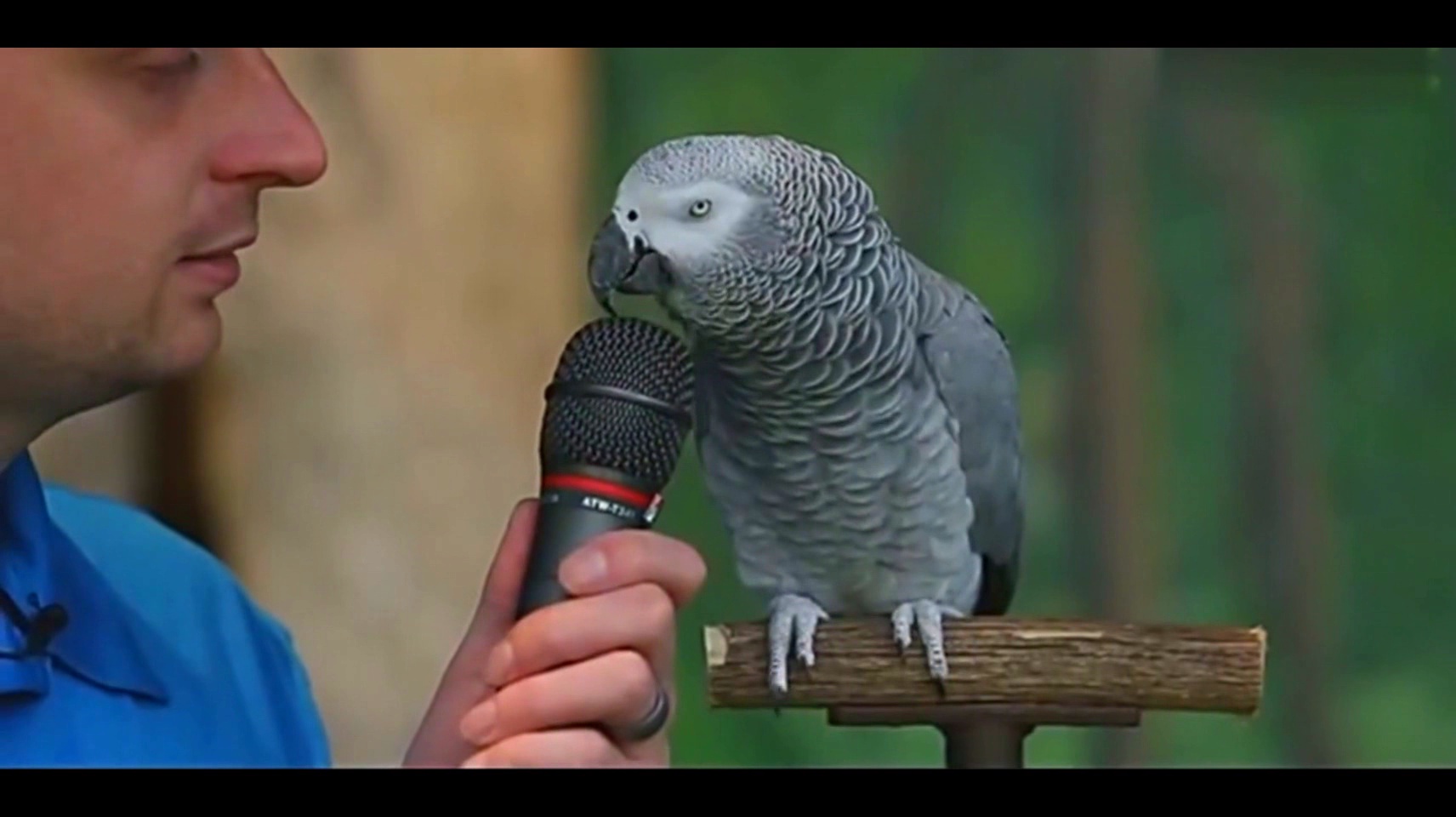 不是说好建国后不许成精吗!那为什么这只鹦鹉还精通各种口技?