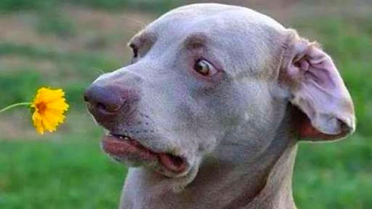 妹子自拍用自拍杆,宠物自拍竟然用的这个,你想不到吧?