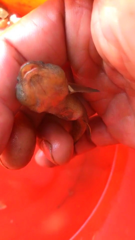 我们这这种鱼叫肉狗子